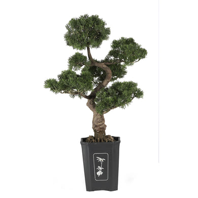 Cedar Bonsai 36