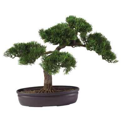 Cedar Bonsai 16