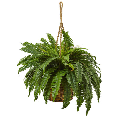 Boston Fern Hanging Basket