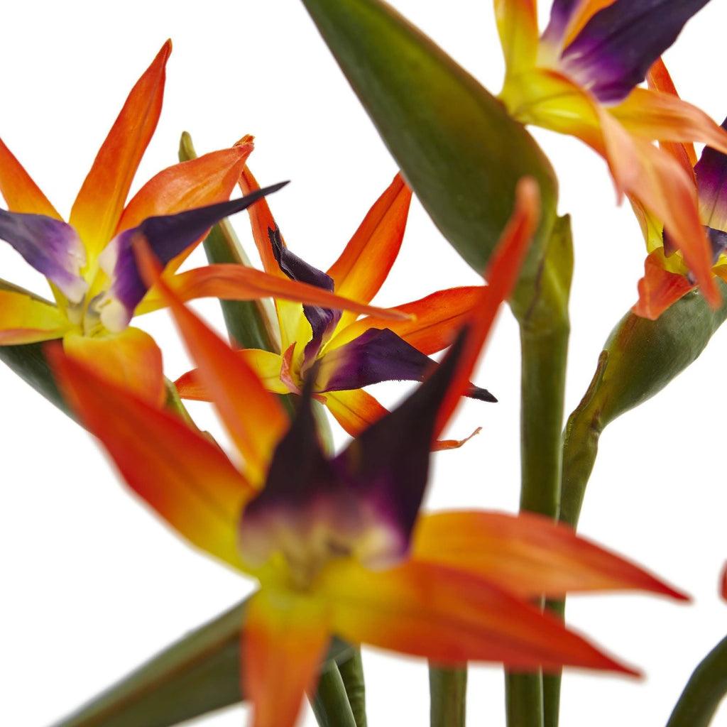 Bird of Paradise in Black Glossy Cylinder