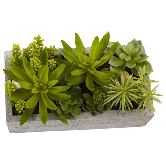 Succulent Garden w/Concrete Planter