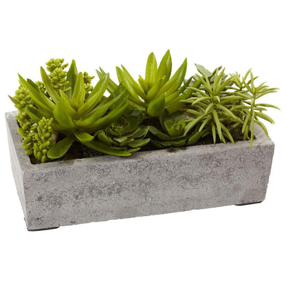 Succulent Garden w/Concrete Planter