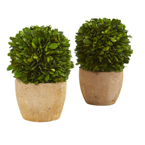 7" Boxwood Ball Preserved Plant in Decorative Planter (Set of 2) - zzhomelifestyle