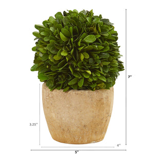 7" Boxwood Ball Preserved Plant in Decorative Planter (Set of 2) - zzhomelifestyle