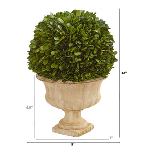 12" Boxwood Topiary Ball Preserved Plant in Decorative Urn - zzhomelifestyle
