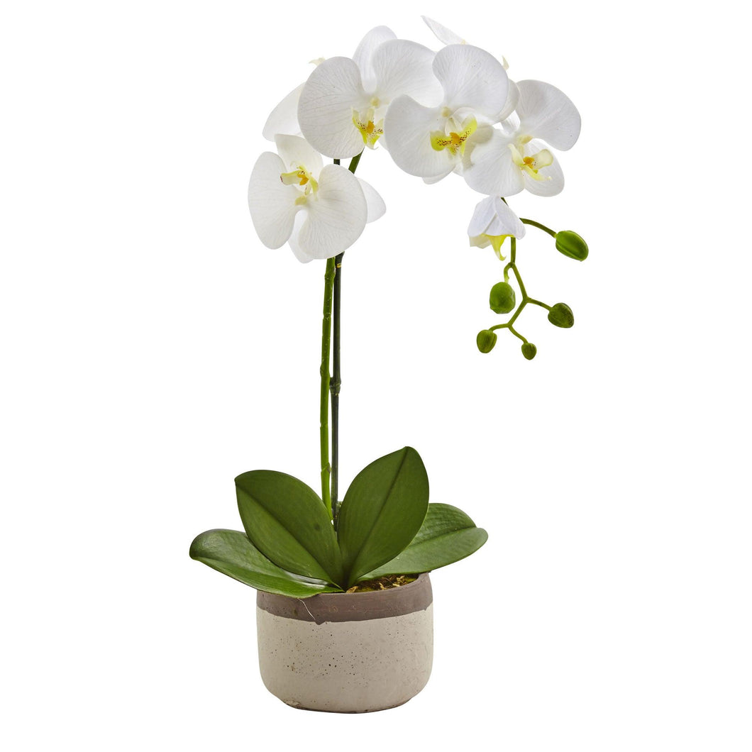 Phalaenopsis Orchid in Ceramic Pot - zzhomelifestyle