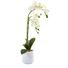 Load image into Gallery viewer, Phalaenopsis in Frosted Glass - zzhomelifestyle