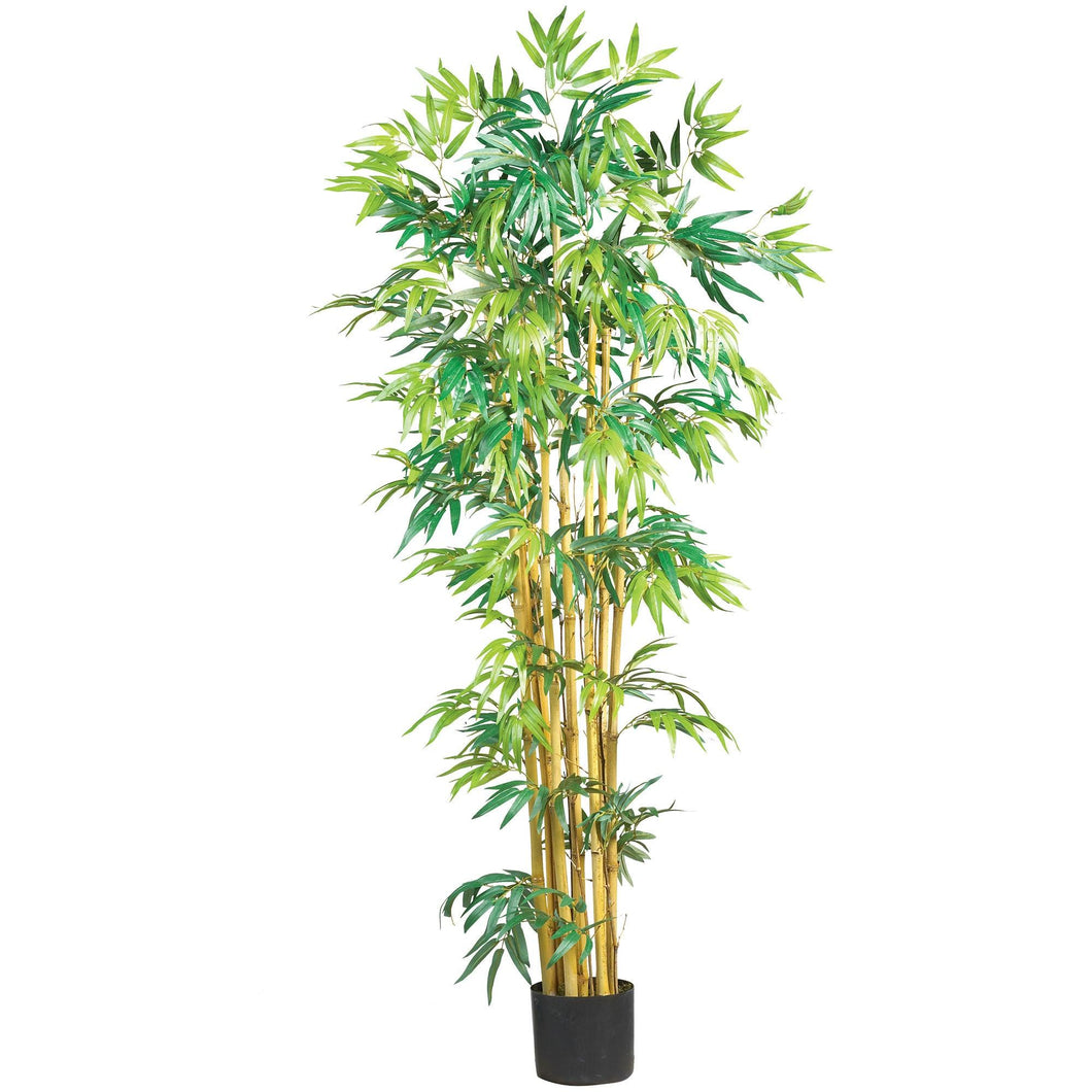 5' Multi Bambusa Bamboo Silk Tree - zzhomelifestyle