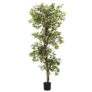 6' Variegated Ficus Tree - zzhomelifestyle