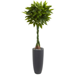 6' Money Artificial Tree in Gray Cylinder Planter (Real Touch) - zzhomelifestyle