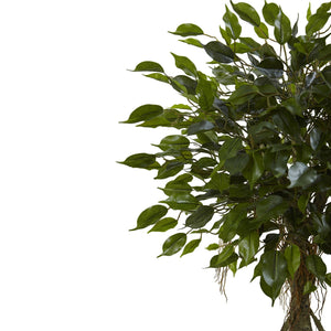 Ficus Tree with White Planter UV Resistant (Indoor/Outdoor) - zzhomelifestyle