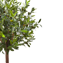 Load image into Gallery viewer, Olive Topiary Tree with Farmhouse Planter - zzhomelifestyle
