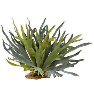 21" Staghorn Fern (Set of 2) - zzhomelifestyle