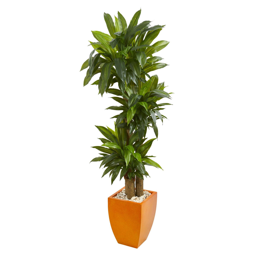 5.5' Dracaena Plant in Orange Square Planter (Real Touch) - zzhomelifestyle