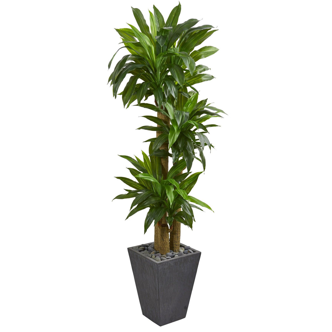5.5' Cornstalk Dracaena Artificial Plant in Slate Planter (Real Touch) - zzhomelifestyle