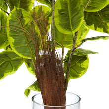 Load image into Gallery viewer, Rubber Plant in Glass Cylinder - zzhomelifestyle