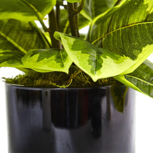 Rubber Plant in Glossy Cylinder (Real Touch) - zzhomelifestyle