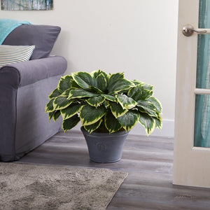 23" Variegated Hosta Artificial Plant in Gray Planter - zzhomelifestyle