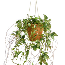 Load image into Gallery viewer, 24&quot; Pothos Artificial Plant in Hanging Planter - zzhomelifestyle