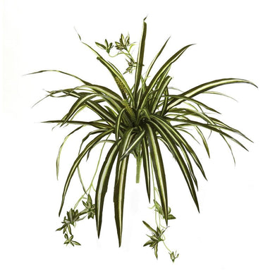 23‰?? Spider Plant Bush (Set of 4) - zzhomelifestyle