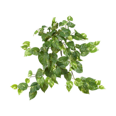 30‰?? Pothos Hanging Bush (Set of 3) - zzhomelifestyle